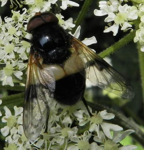 Volucella pellucens